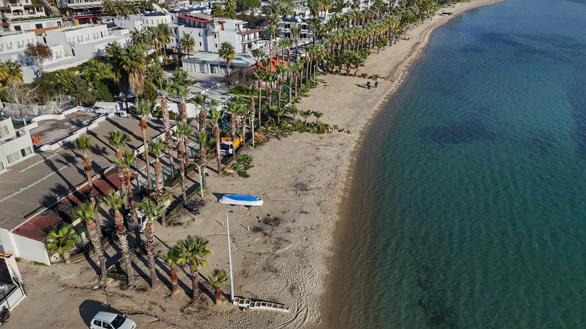 bodrum belediyesi Palmiyelerde Bakim Zamani 2