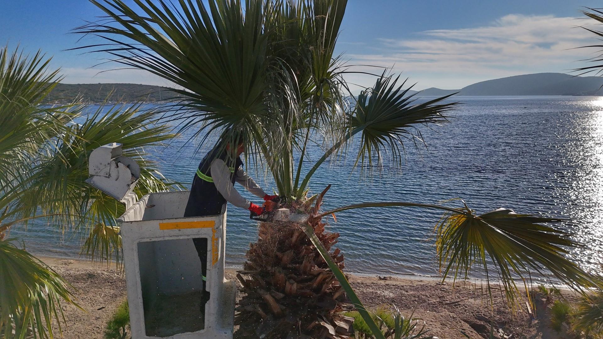 bodrum belediyesi Palmiyelerde Bakim Zamani 4