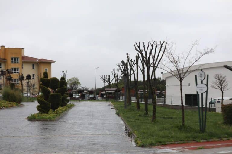 Muglada Agaclara Genclik Asisi Hem Doga Hem Guvenlik Icin Budama 3